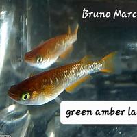 Medaka green amber lame