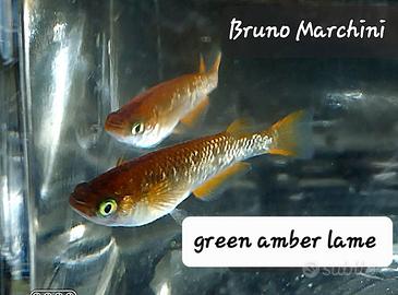 Medaka green amber lame
