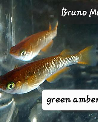 Medaka green amber lame