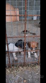 Jack russell terrier