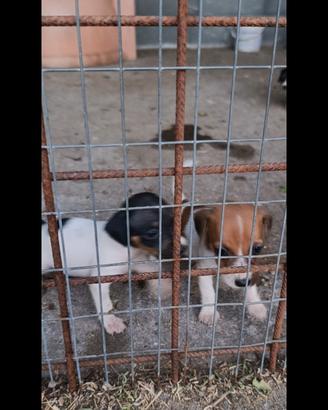Jack russell terrier