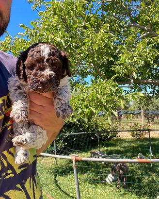 Cucciolo lagotto romagnolo