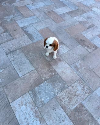 Maschietto cavalier King con pedigree Enci