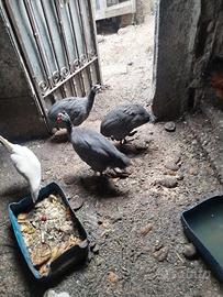 Farone 2 femine e un maschio