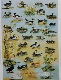 stampa oche e anatre