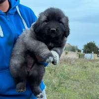 Cucciolo pastore del Caucaso