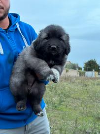 Cucciolo pastore del Caucaso