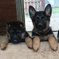 Pastore tedesco cuccioli
