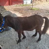 Pony Olandese