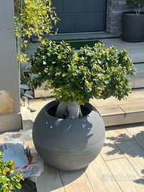 🍃Bonsai ornamentale🍃