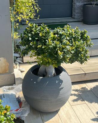 🍃Bonsai ornamentale🍃