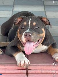 American bully