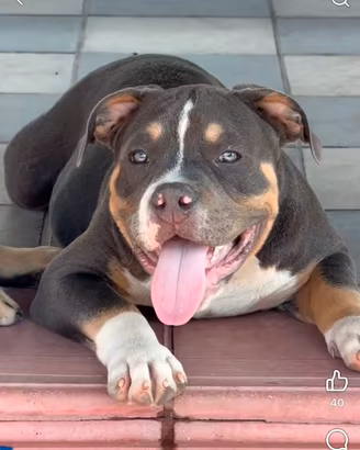 American bully