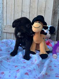 5 cuccioli: maschietti e femminucce in adozione