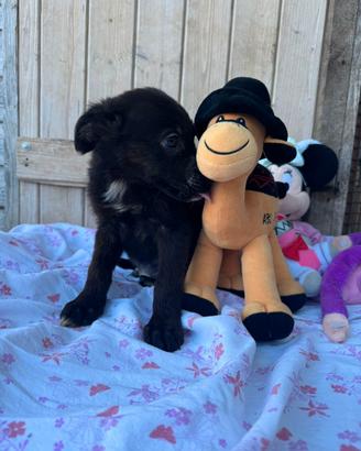 5 cuccioli: maschietti e femminucce in adozione