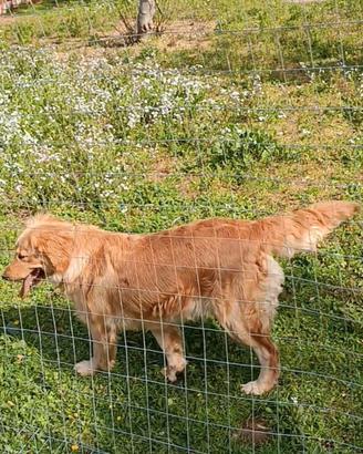 Golden retriever