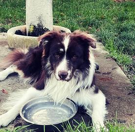 Border collie per accoppiamento