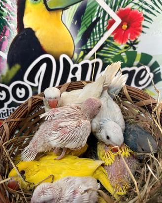 Parrocchetti e Inseparabili da imbecco varie mutaz