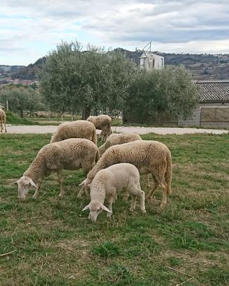 Piccolo gregge 9 pecore 1 ariete 3 agne