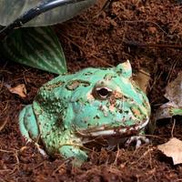 Rana Samurai pac man