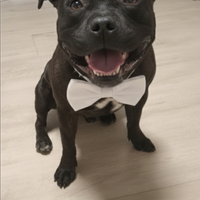 Staffy nero tigrato per monta con pedigree