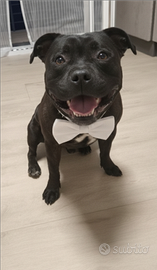 Staffy nero tigrato per monta con pedigree
