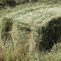 Fieno in balle rettangolari