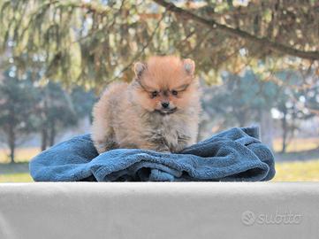 Cucciolo di Pomerania