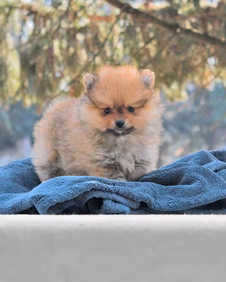 Cucciolo di Pomerania