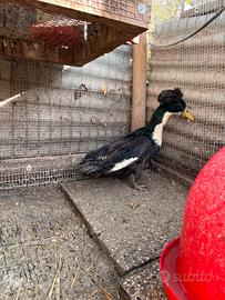 Anatre ciuffate maschio