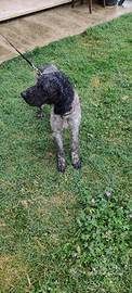 Lagotto 3 anni da tartufi maschio