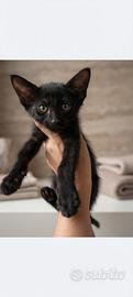 Gattino nero maschio