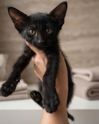 Gattino nero maschio