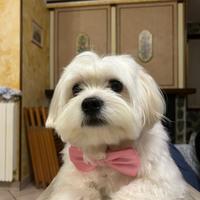 Maltese maschietto per accoppiamento