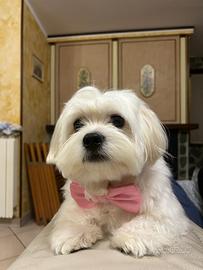 Maltese maschietto per accoppiamento