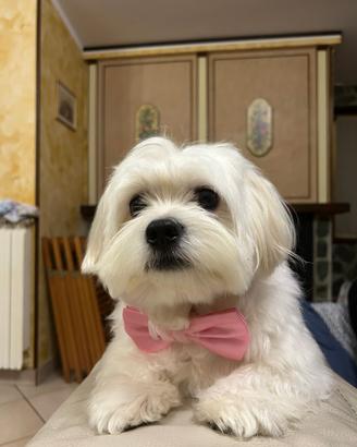 Maltese maschietto per accoppiamento