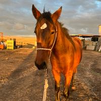 Cavallo Murgese Puro sangue