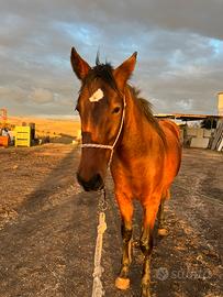 Cavallo Murgese Puro sangue