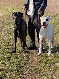 Dogo argentino disponibile per monta "PEDIGREE"