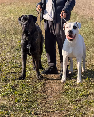 Dogo argentino disponibile per monta "PEDIGREE"
