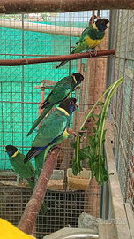 Pappagalli parrocchetti di Port lincoln