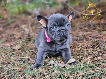 Esclusiva Principessina Bulldog Francese Total Blu