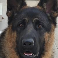 Cuccioli Pastore Tedesco