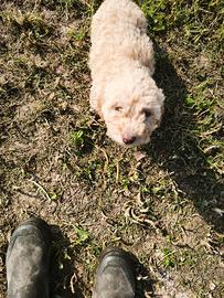 Cuccioli di Lagotto
