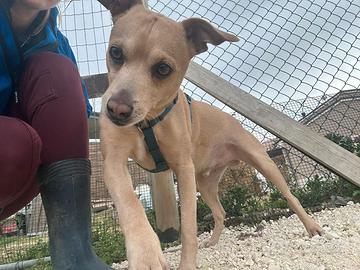 Cane pinscher-chihuahua taglia piccola