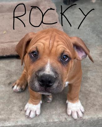 American Bully
