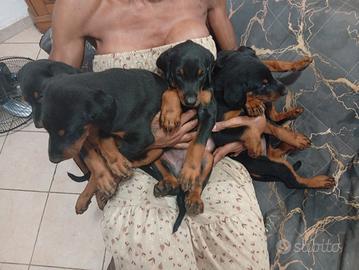 dobermann disponibile  2 mesi 