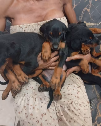 dobermann disponibile  2 mesi 