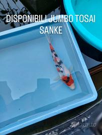 Jumbo tosai sanke, showa e kohaku