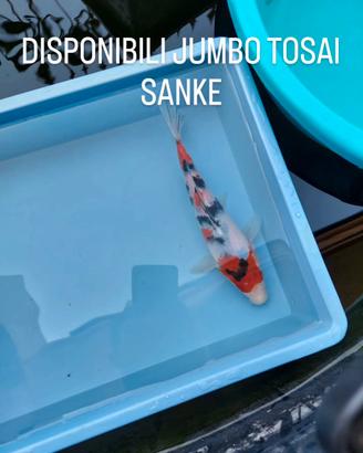 Jumbo tosai sanke, showa e kohaku